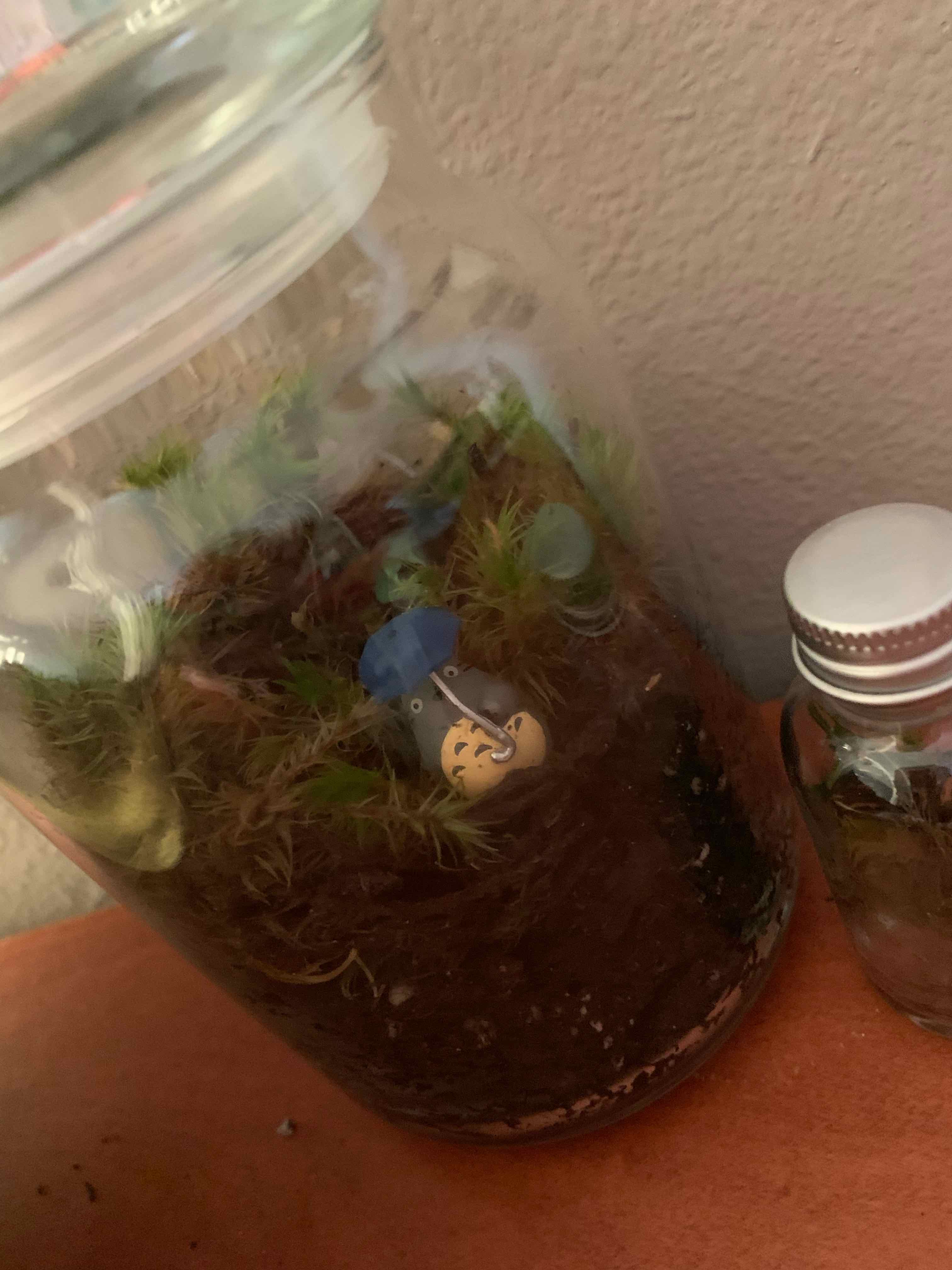 Plant care for Leucobryum letestui on Greg, the plant care app