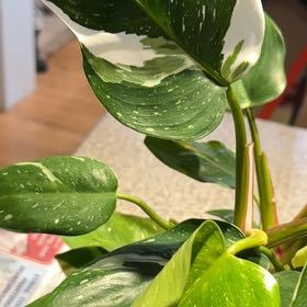Photo of the plant species philodendron white princess by @TotalKatsura5 named Leonardo on Greg, the plant care app