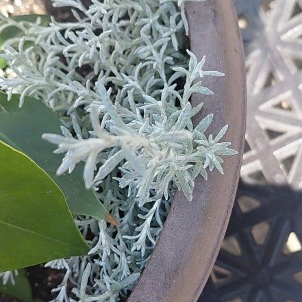 Photo of the plant species Silver Ragwort by @BubblyRedlog39 named Xena on Greg, the plant care app
