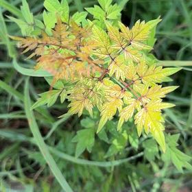 Photo of the plant species Cow Parsley by @WeightyPapaya62 named Prince on Greg, the plant care app