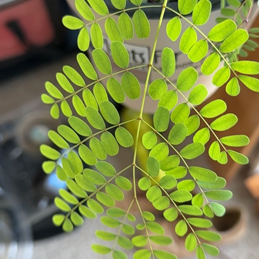 Photo of the plant species Dwarf Poinciana by @WeightyPapaya62 named Bodhi on Greg, the plant care app