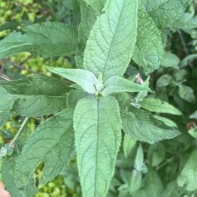 Photo of the plant species Orange Eye by @RefinedYuzutree named Diana on Greg, the plant care app
