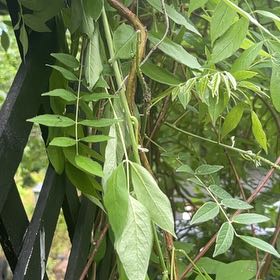 Photo of the plant species American Wisteria by @RefinedYuzutree named Tolkien on Greg, the plant care app