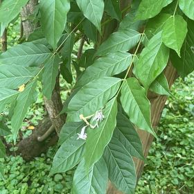 Photo of the plant species Chinese Wisteria by @RefinedYuzutree named Winston on Greg, the plant care app