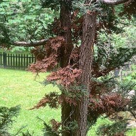 Photo of the plant species Japanese Cedar by @RefinedYuzutree named Bieber on Greg, the plant care app