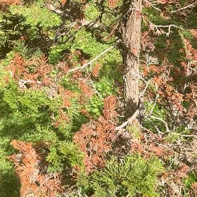 Photo of the plant species American Arborvitae by @RefinedYuzutree named Sahara on Greg, the plant care app