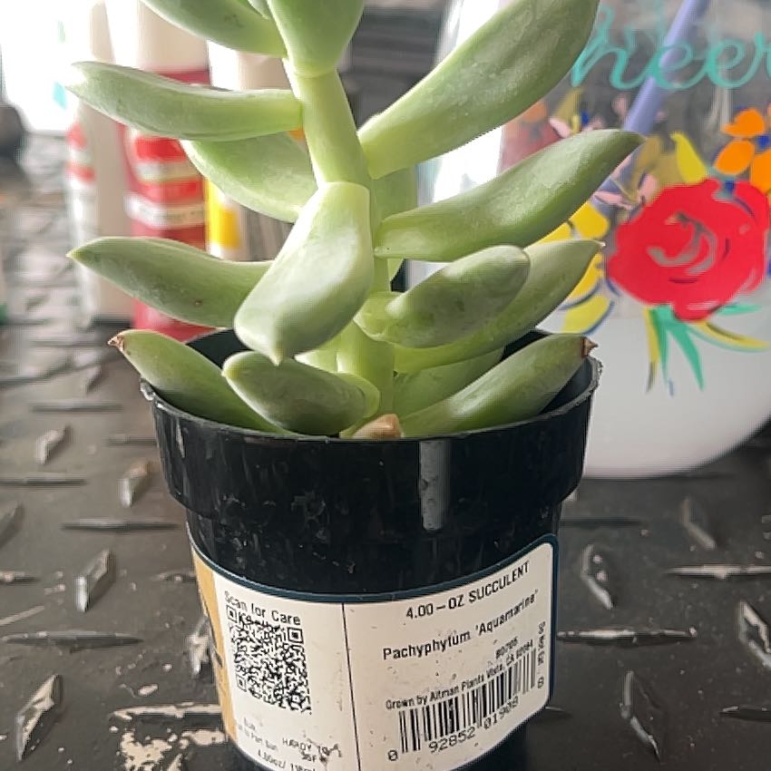 Photo of the plant species Pachyphytum 'Aquamarine' by @VipHoya92 named Oasis on Greg, the plant care app
