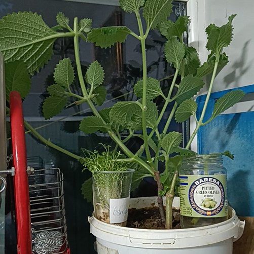Photo of the plant species Lobster Bush by @DearOleander64 named Omovali on Greg, the plant care app