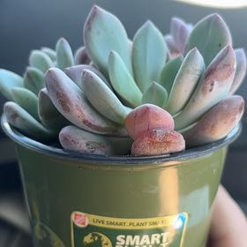 Photo of the plant species Pachyveria 'Blue Jasper' by @PatientRadish81 named Jay on Greg, the plant care app