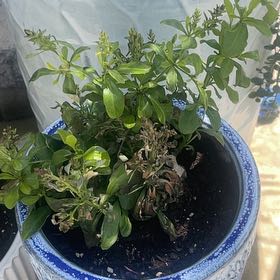 Photo of the plant species Blue Plumbago by @LightBoneset7 named Treeyoncé on Greg, the plant care app
