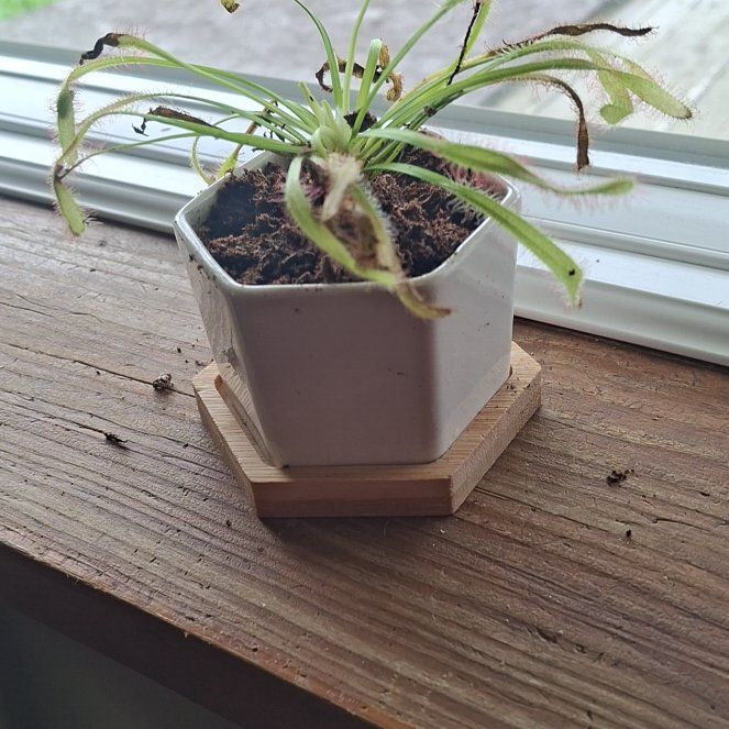 Photo of the plant species Cape Sundew by @LeadLemon28 named ChloroPhil on Greg, the plant care app