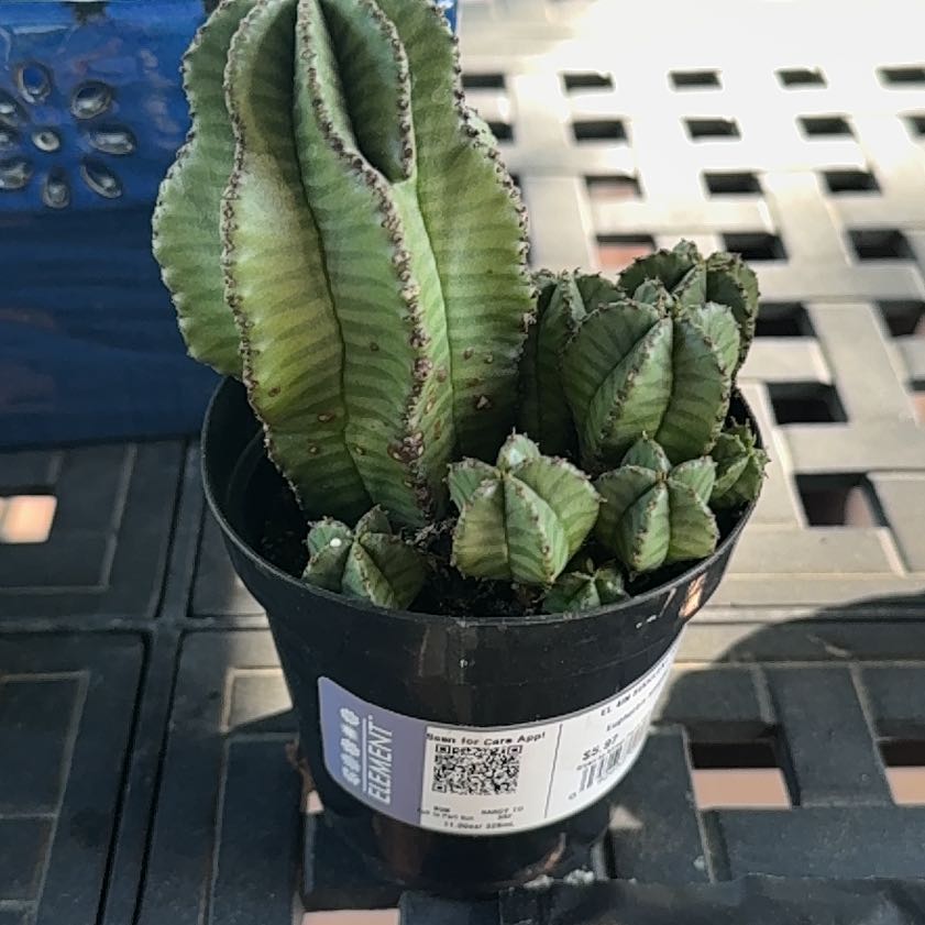 Photo of the plant species Euphorbia anoplia by @YeahBaybean23 named Doja Cat on Greg, the plant care app
