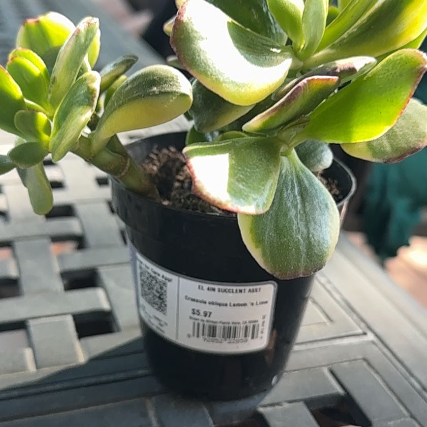 Photo of the plant species Crassula Obliqua by @YeahBaybean23 named Oscar on Greg, the plant care app