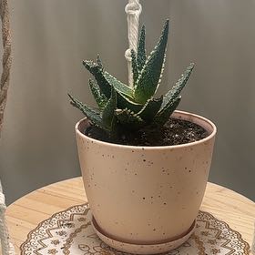 Photo of the plant species Star Aloe by @HighpowerPepino named Einstein on Greg, the plant care app