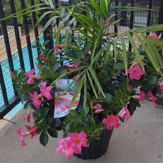 Photo of the plant species Dipladenia 'Rio' by @AdeptPeony66 named Isabella on Greg, the plant care app