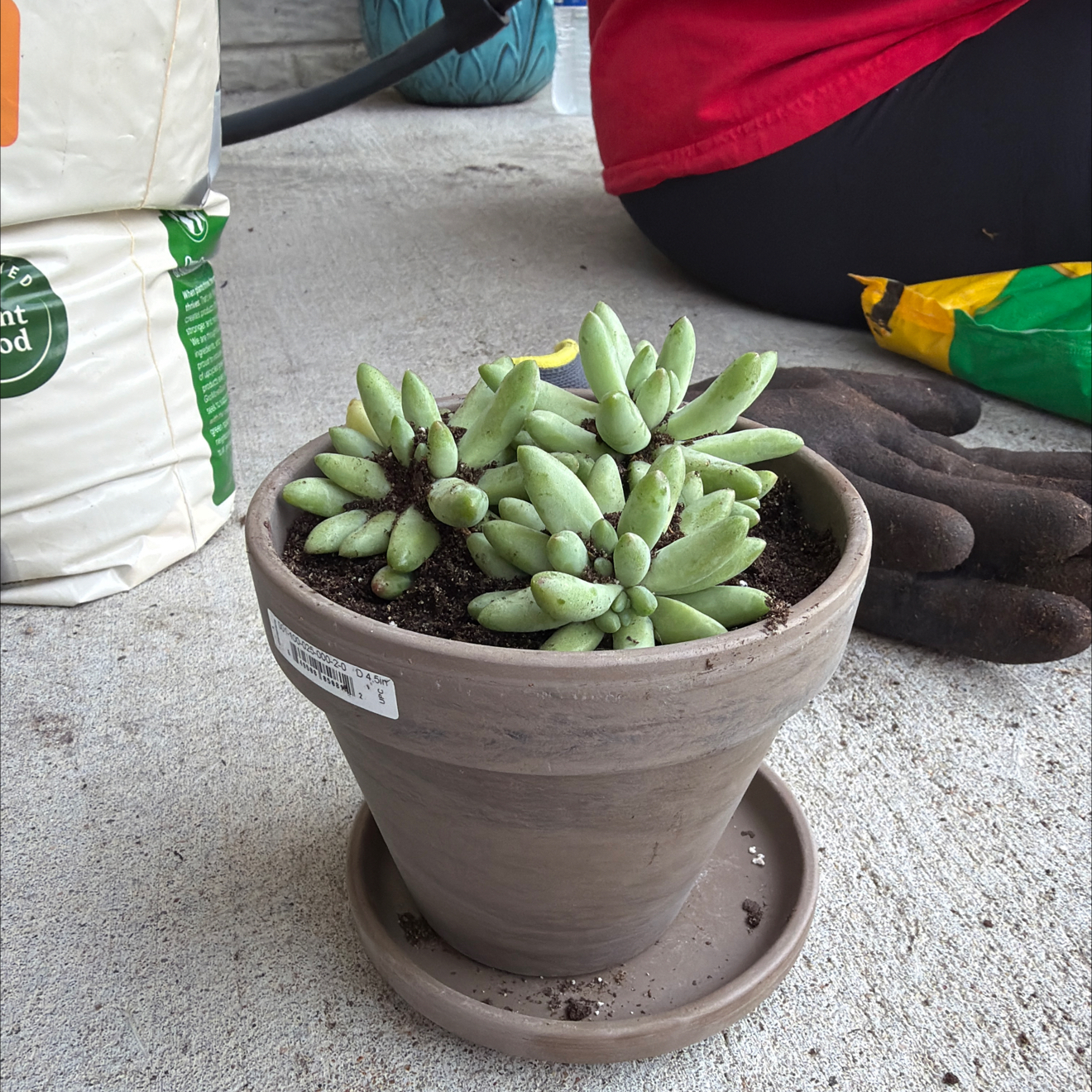Photo of the plant species Assorted Pachysedum by @ZealousBlue48 named Sally on Greg, the plant care app