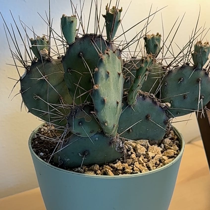 Photo of the plant species Purple Prickly Pear by @IdolFlax36 named Bella on Greg, the plant care app