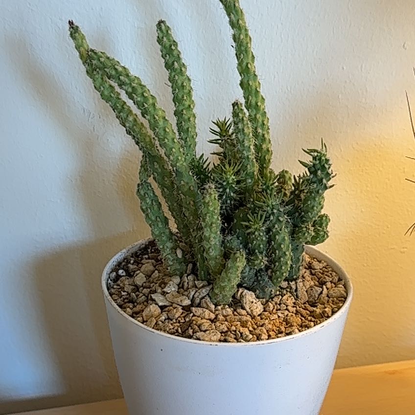 Photo of the plant species Cane Cholla by @IdolFlax36 named Cholla Balla on Greg, the plant care app