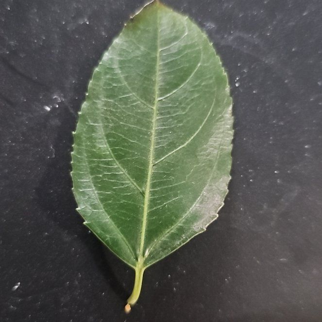Photo of the plant species Passion Fruit by @TopRuby73 named Clooney on Greg, the plant care app