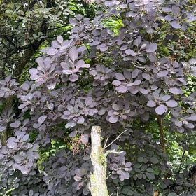 Photo of the plant species Japanese Barberry by @RealCentro57 named Kendall on Greg, the plant care app