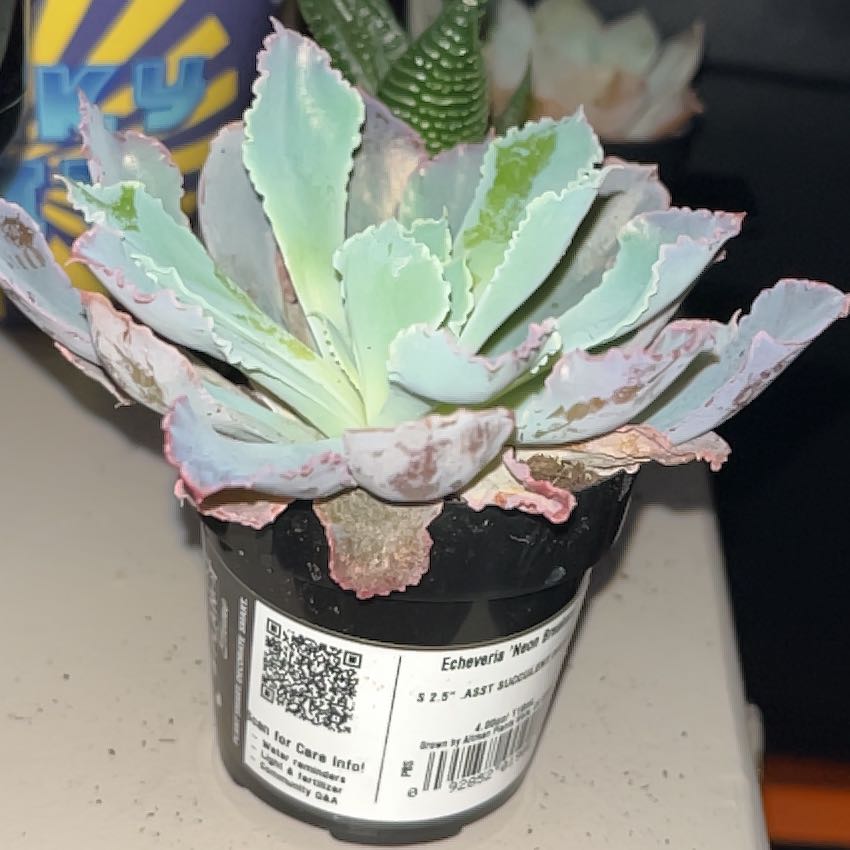 Photo of the plant species Echeveria 'Neon Breakers' by @GutsyOtanthus5 named Orwell on Greg, the plant care app