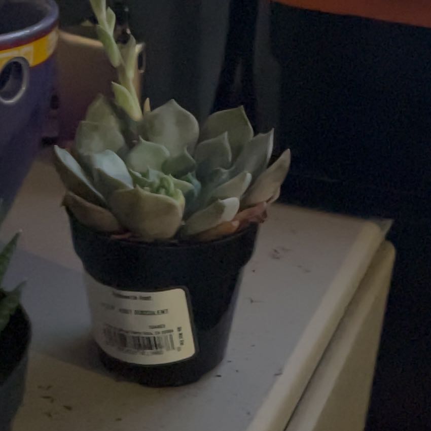 Photo of the plant species Assorted Echeveria by @GutsyOtanthus5 named Daphne on Greg, the plant care app