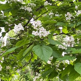 Photo of the plant species Catalpa by @YoungBluebean33 named Scarlett on Greg, the plant care app