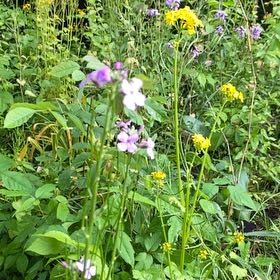 Photo of the plant species Dame's Rocket by @YoungBluebean33 named Cleopatra on Greg, the plant care app