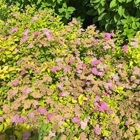 Photo of the plant species Rose Meadowsweet by @YoungBluebean33 named Luna on Greg, the plant care app