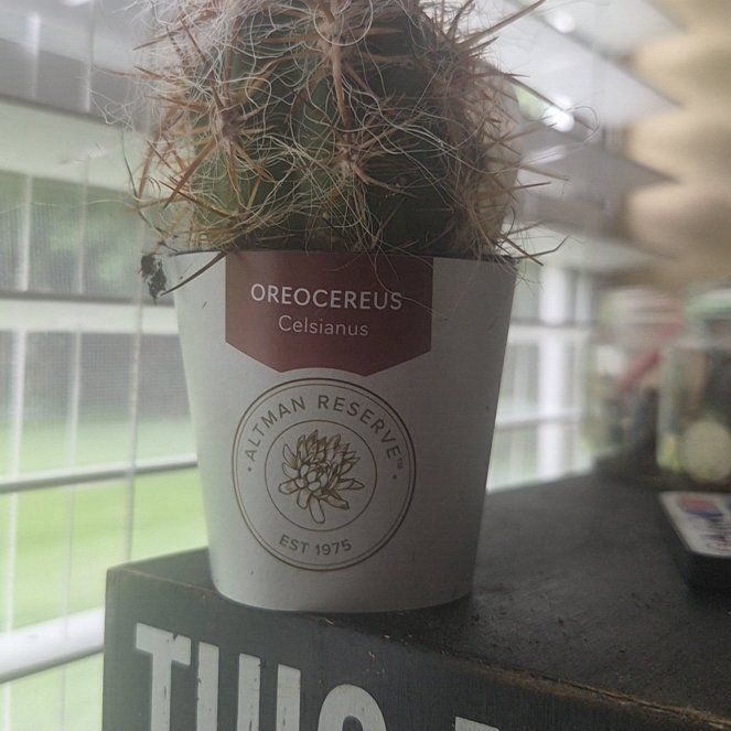 Photo of the plant species Old Man of the Andes by @ProVaccaria92 named Carol on Greg, the plant care app