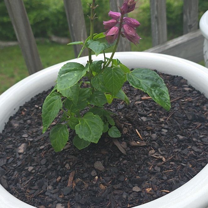 Photo of the plant species Vista Lavender Salvia by @ProperMahoe0 named Kendall on Greg, the plant care app
