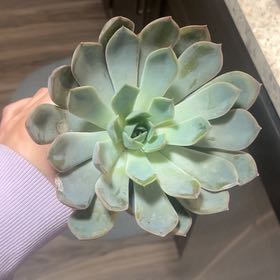 Photo of the plant species Echeveria 'summer' by @FabDecodon4 named Nemo on Greg, the plant care app