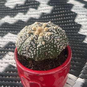 Photo of the plant species Sand Dollar Cactus by @FabDecodon4 named Orwell on Greg, the plant care app