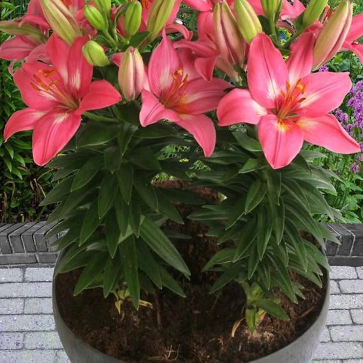 Photo of the plant species Asiatic Lily by @UberElkweed97 named Miley on Greg, the plant care app