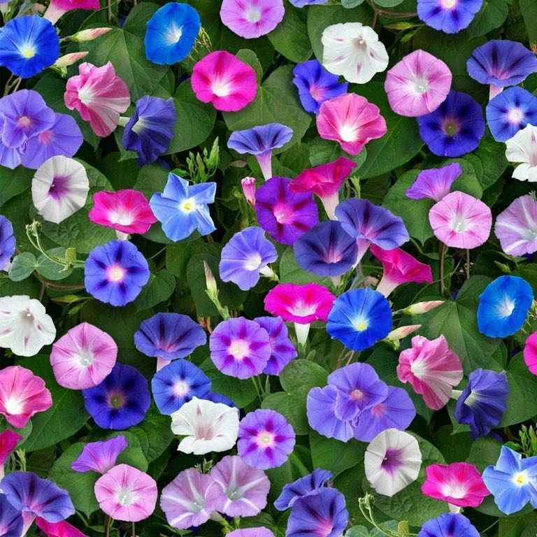 Photo of the plant species Purple Morning Glory by @UberElkweed97 named Athena on Greg, the plant care app