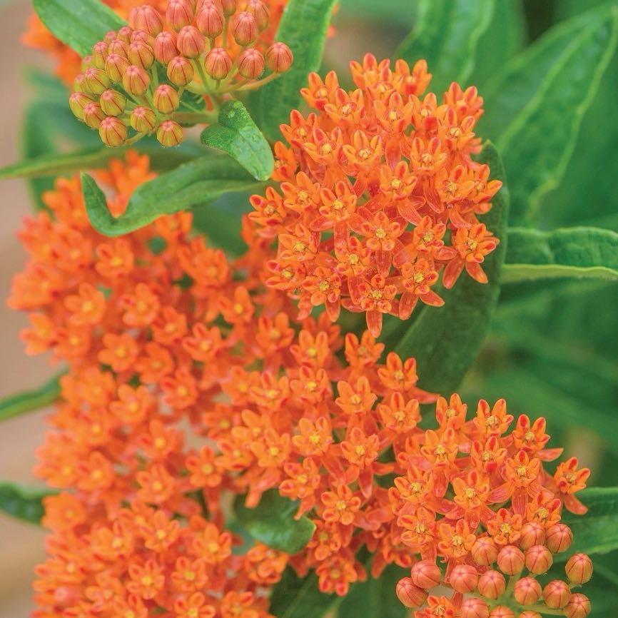 Photo of the plant species Butterfly Weed by @UberElkweed97 named Figyonce on Greg, the plant care app