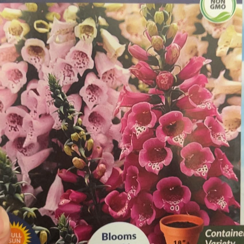 Photo of the plant species Purple Foxglove by @UberElkweed97 named Curie on Greg, the plant care app