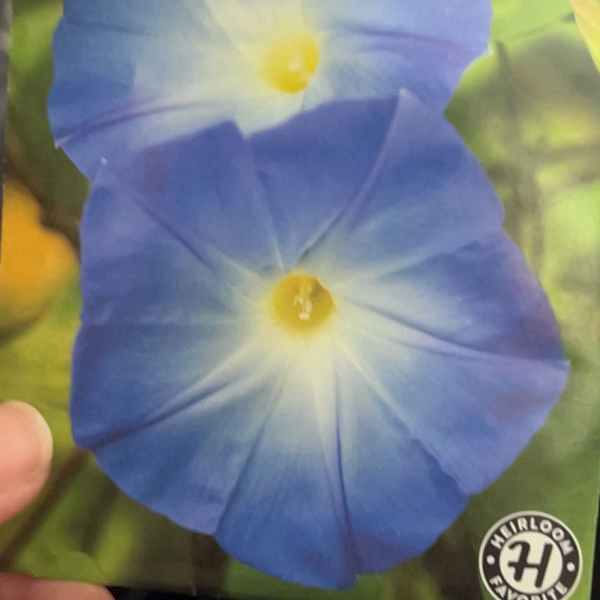 Photo of the plant species Mexican Morning Glory by @UberElkweed97 named Anne on Greg, the plant care app