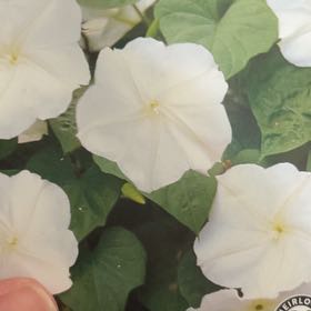 Photo of the plant species Tropical White Morning Glory by @UberElkweed97 named Madonna on Greg, the plant care app