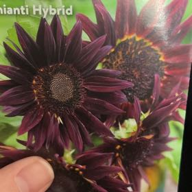 Photo of the plant species Chianti Hybrid Sunflower by @UberElkweed97 named Muhammad Ali on Greg, the plant care app