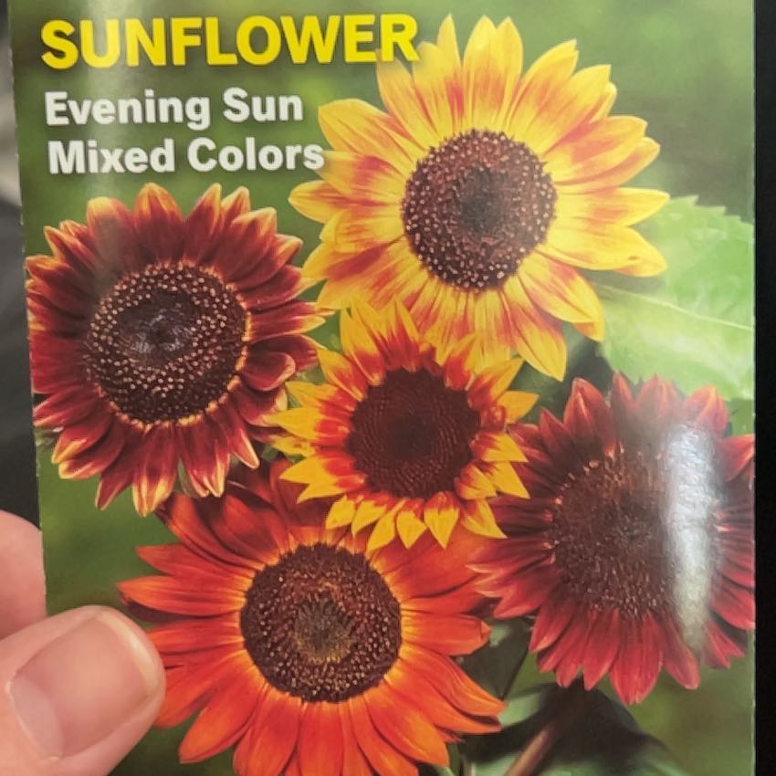 Photo of the plant species Evening Sun Sunflower by @icedheartonfire named Stella on Greg, the plant care app