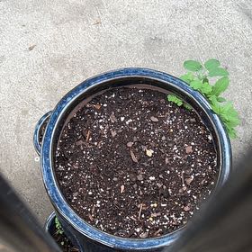 Photo of the plant species Chinese Forget-Me-Not 'Firmament' by @UberElkweed97 named Mando on Greg, the plant care app