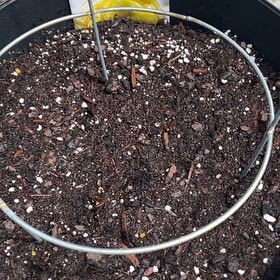 Photo of the plant species Pepperoncini Peppers by @icedheartonfire named Khaleesi on Greg, the plant care app