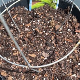 Photo of the plant species Sugar Snap Peas by @icedheartonfire named Willow on Greg, the plant care app