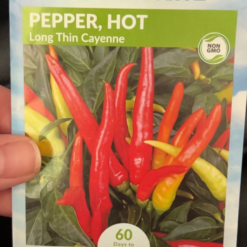 Photo of the plant species Hot Cayenne Pepper by @UberElkweed97 named Robert Plant on Greg, the plant care app