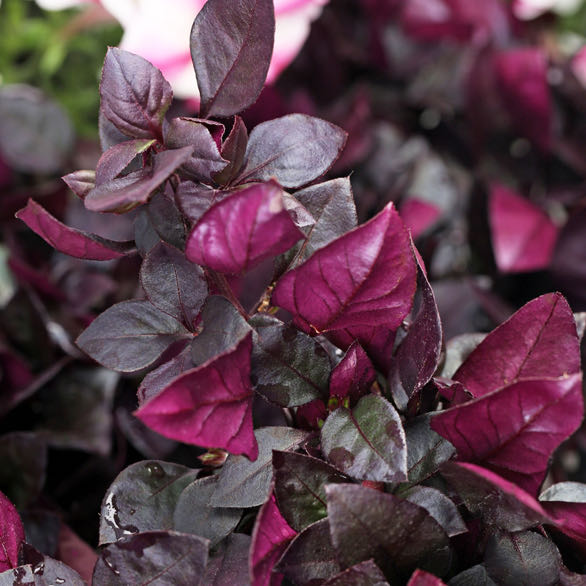 Photo of the plant species Brazilian Joyweed by @icedheartonfire named Dax on Greg, the plant care app