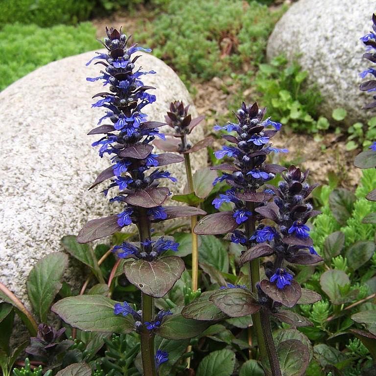 Photo of the plant species Bronze Beauty Bugleweed by @icedheartonfire named James Dean on Greg, the plant care app
