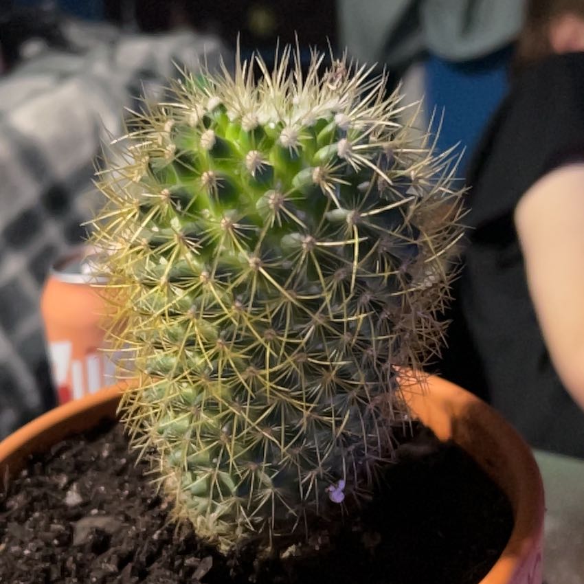 Photo of the plant species Mammillaria pringlei by @WinChainfern57 named Sherlock on Greg, the plant care app