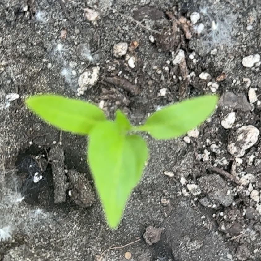 Photo of the plant species Pennsylvania Pellitory by @YernStarburst52 named Darwin on Greg, the plant care app