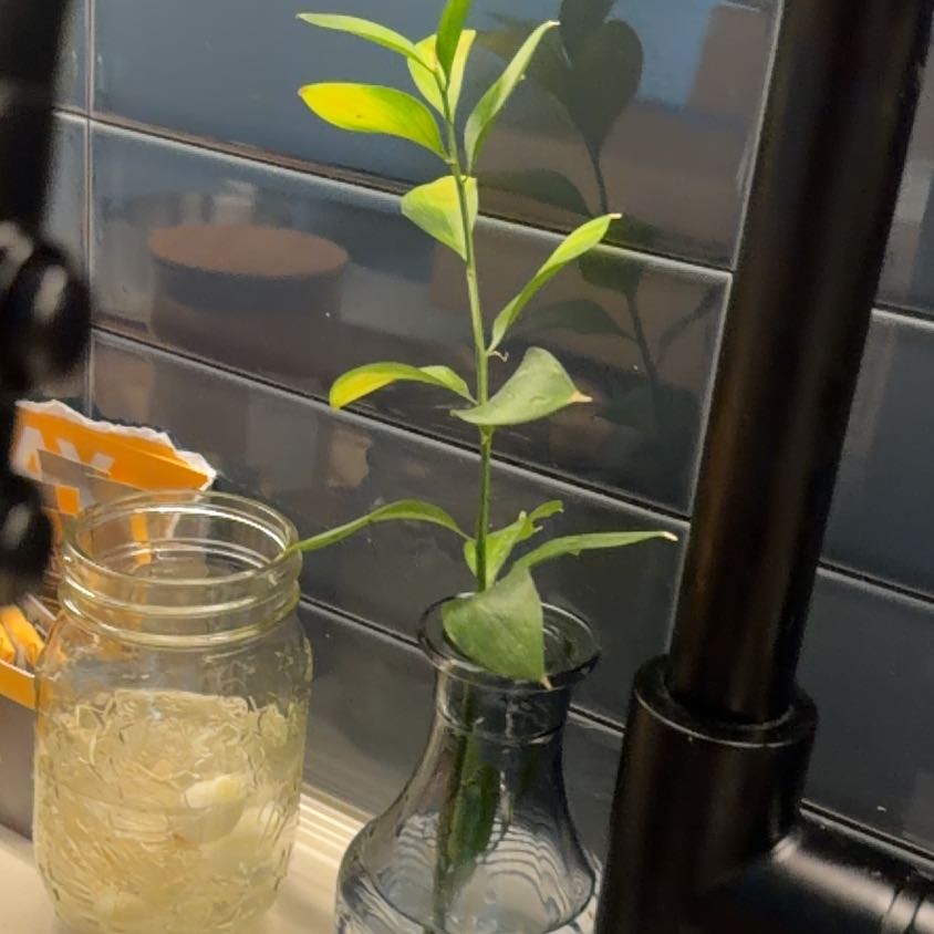 Photo of the plant species Flame Lily by @HipTomato42 named Stella on Greg, the plant care app